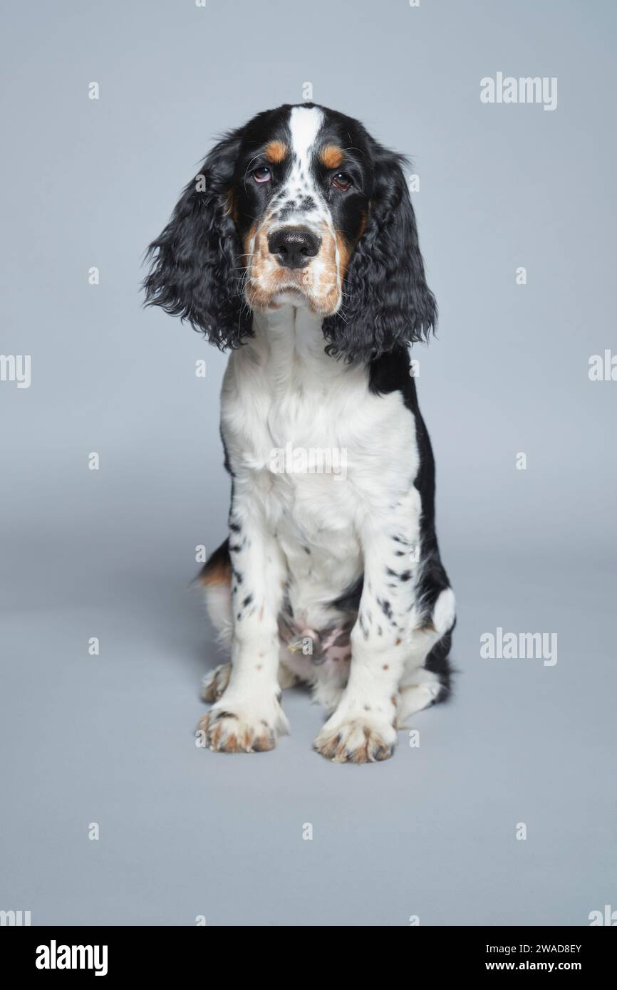 Porträt des englischen Springer Spaniel vor grauem Hintergrund Stockfoto