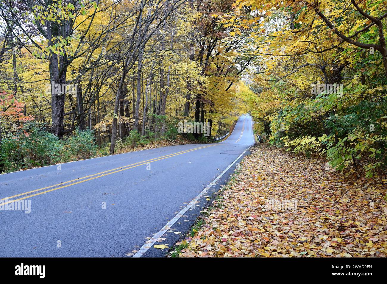Wayne, Illinois, USA: Eine Landstraße, die durch ein Waldgebiet gleitet, zeigt ihre Farben. Stockfoto