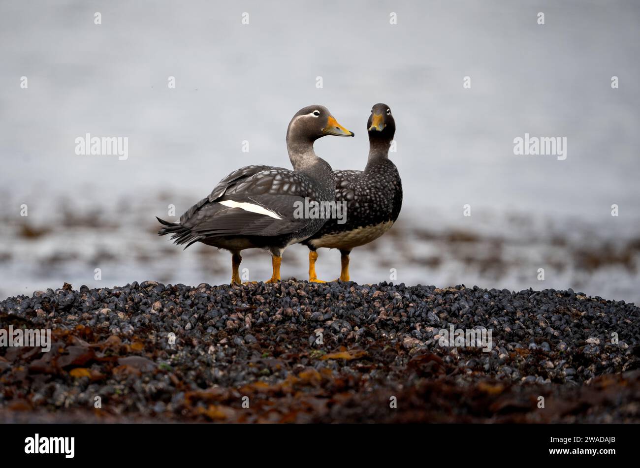 Zwei Steamer-Enten aus dem Wasser Stockfoto