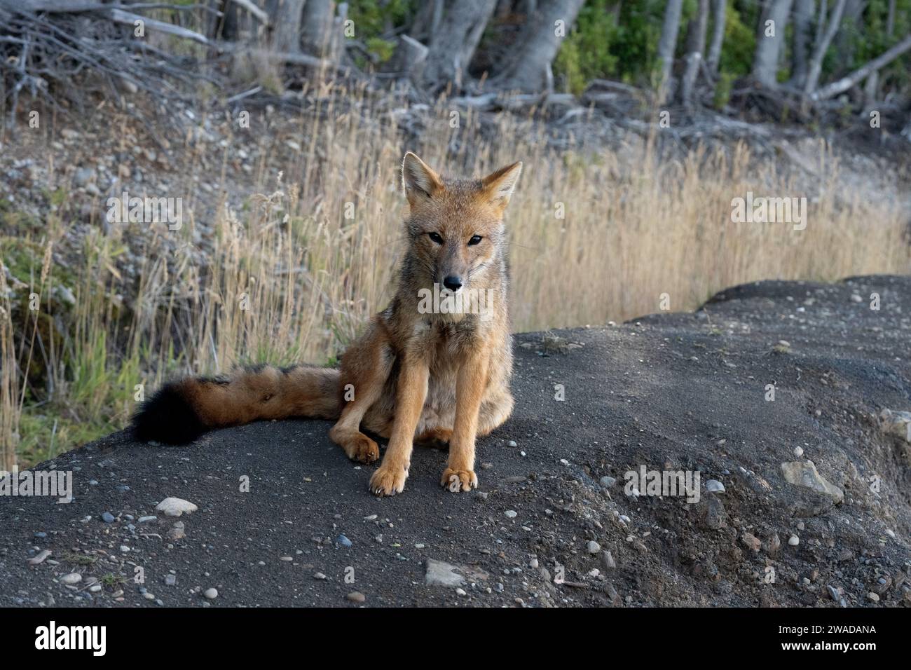 andenfuchs, der auf einem Hügel sitzt Stockfoto