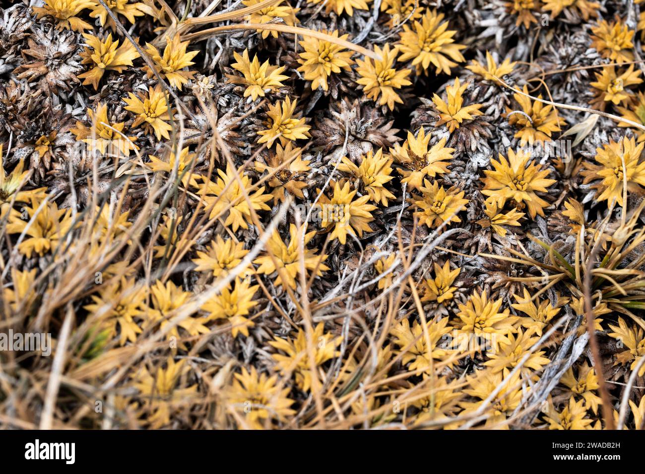 Getrockneter gelber Blumenhintergrund Stockfoto