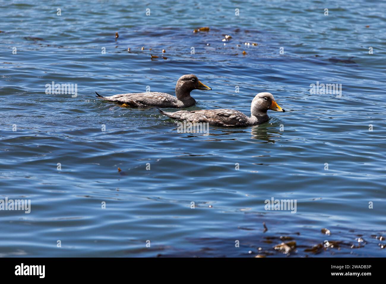 Ein paar Steamer-Enten schwimmen im Meer Stockfoto