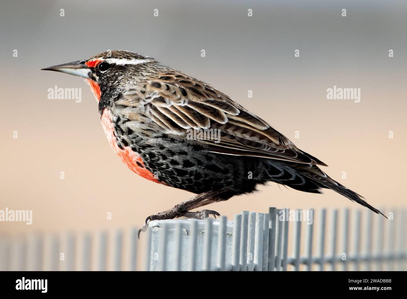 Langschwanzmäuse auf einem Metallzaun Stockfoto