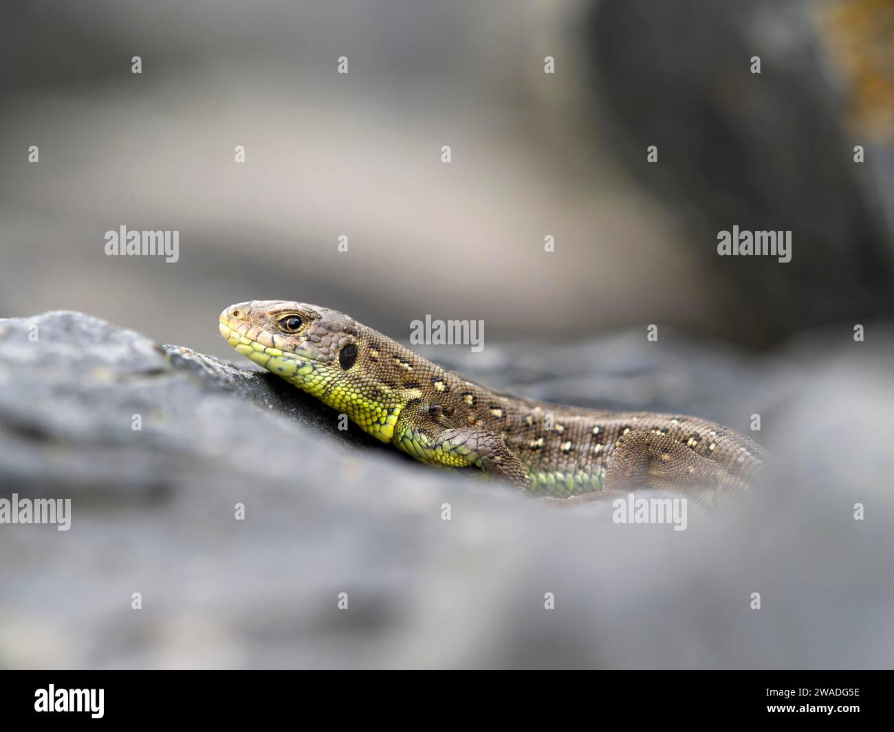 Sandechse (Lacerta agilis), Weibchen auf einem Stein, Wetzlar, Hessen, Deutschland Stockfoto