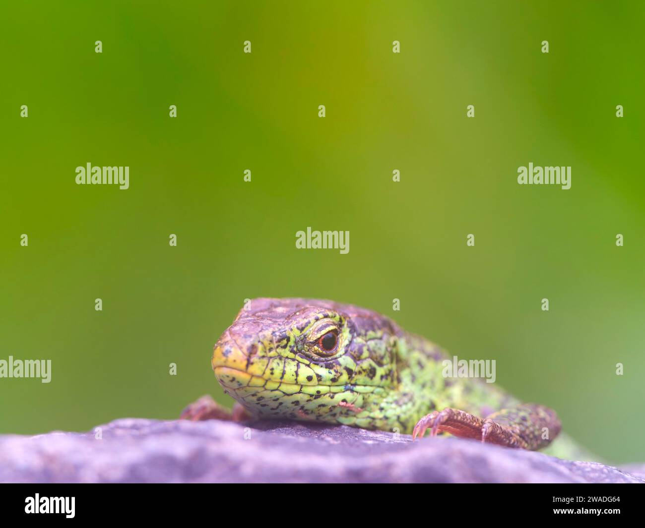 Sandechse (Lacerta agilis), männlich auf einem Stein, Wetzlar, Hessen, Deutschland Stockfoto