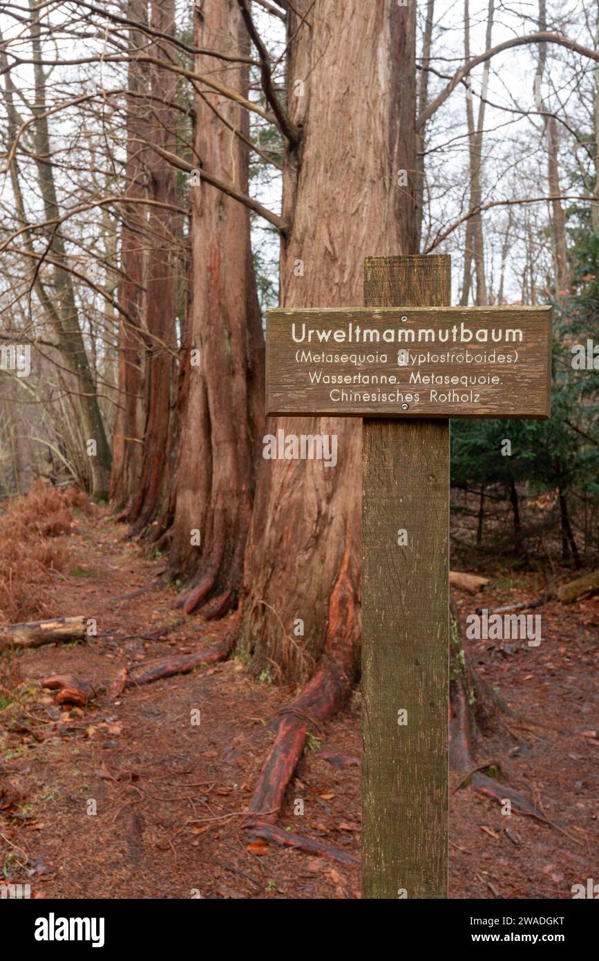 Nahaufnahme eines Informationsschildes vor Mammutbäumen im Osterwald bei Zingst, Urmammutbäumen, Zingst, Mecklenburg-West Stockfoto