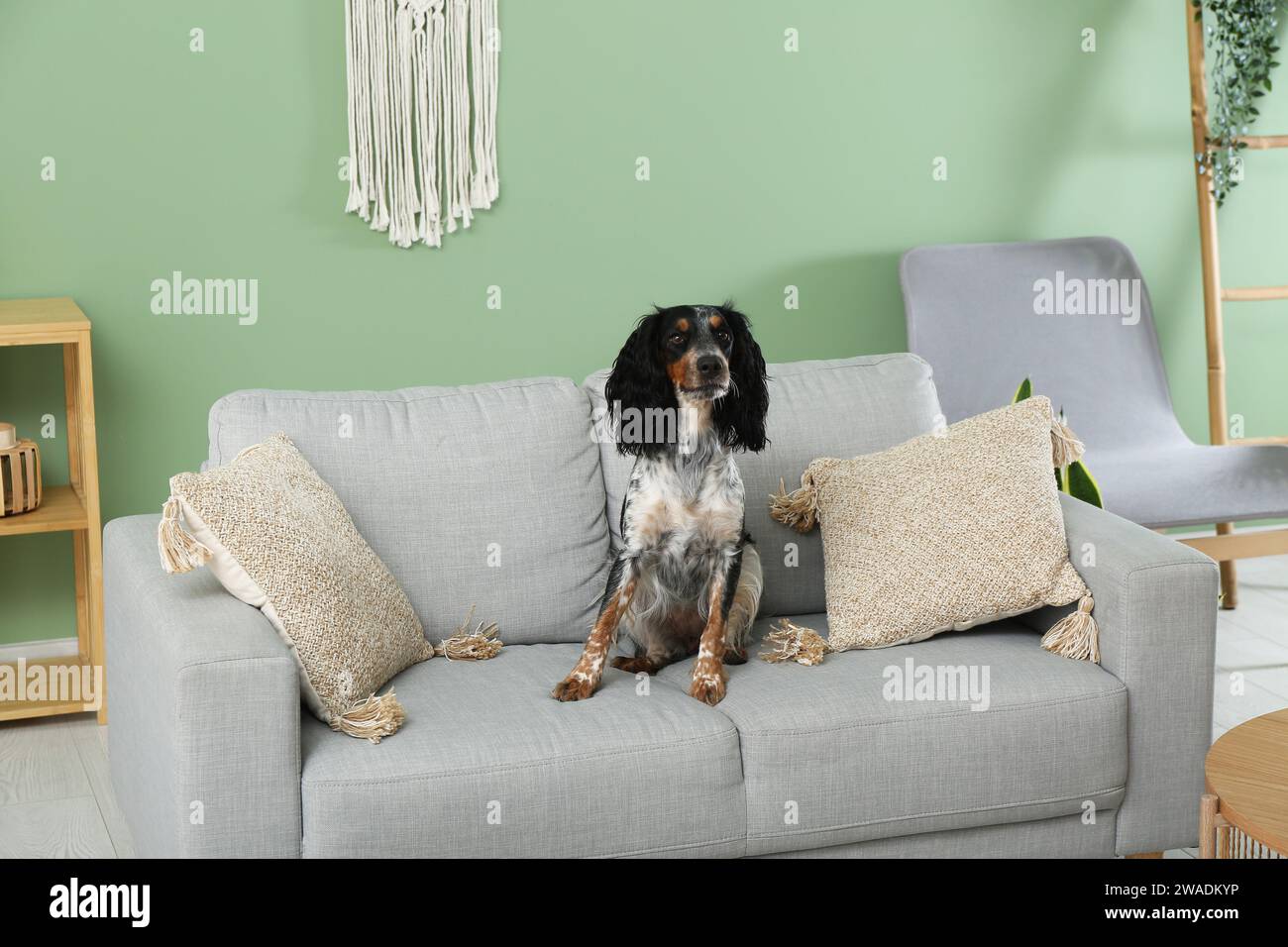 Niedlicher Cocker Spaniel auf grauem Sofa im Wohnzimmer Stockfoto