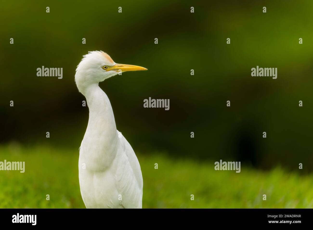 Rinderreiher aus der Nähe in Taiwan, grüner Hintergrund Stockfoto