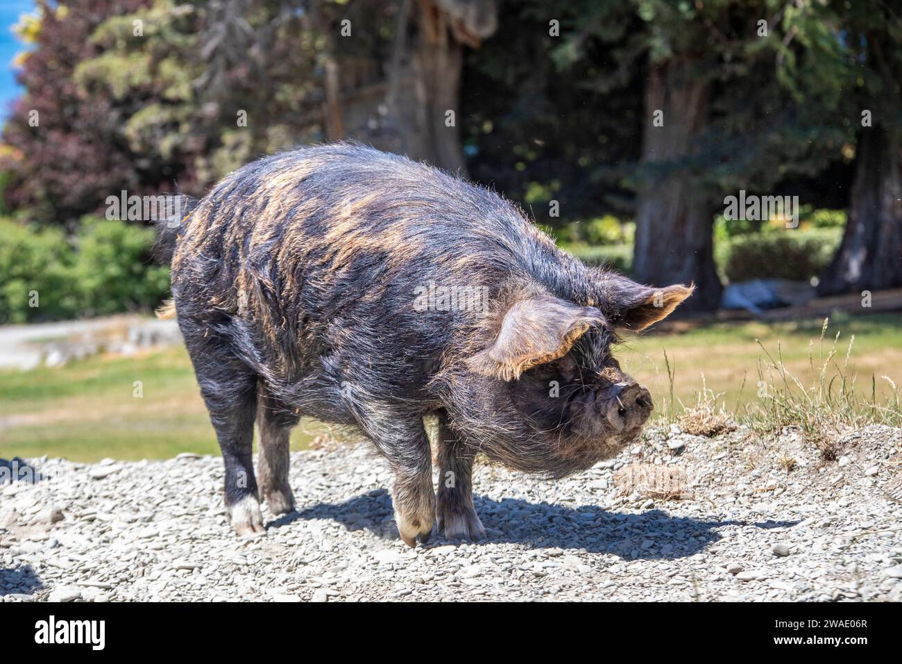 Das Kunekune-Schwein auf der Walter Peak High Country Farm in queenstown neuseeland. Genießen Sie eine Tour durch den Bauernhof und sehen Sie Vorführungen von Schafhunden. Stockfoto