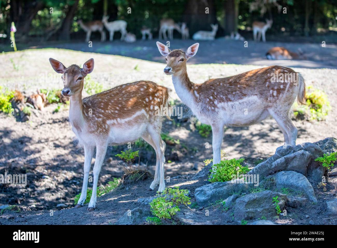 Das Nahbild des weiblichen Damhirsches (Dama dama), einer zur Familie der Cervidae gehörenden Wiederkäuer-Säugetierart. Stockfoto