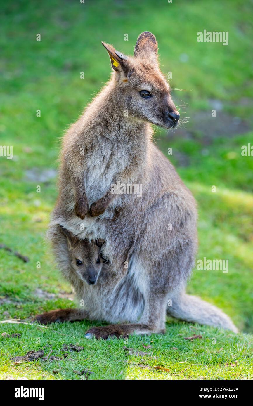 Das weibliche Rothalswallaby (Notamacropus rufogriseus) mit seinem Baby. Es handelt sich um einen mittelgroßen Makropoden-Beuteltier (Wallaby) Stockfoto