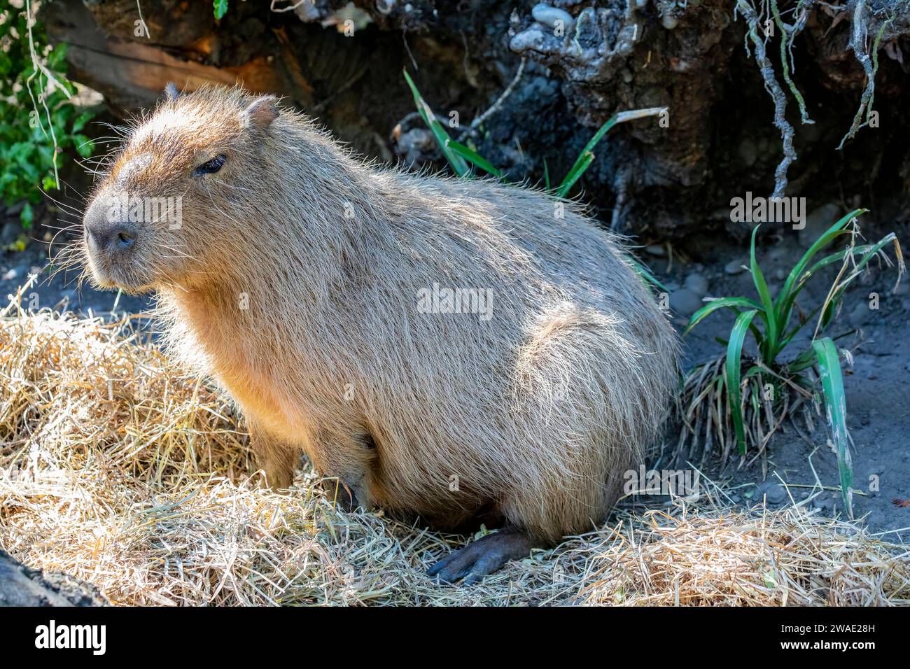 Das Nahbild von Capybara (Hydrochoerus hydrochaeris) Es ist ein riesiger, höhlenartiger Nagetier, der in Südamerika heimisch ist. Es ist das größte lebende Nagetier. Stockfoto