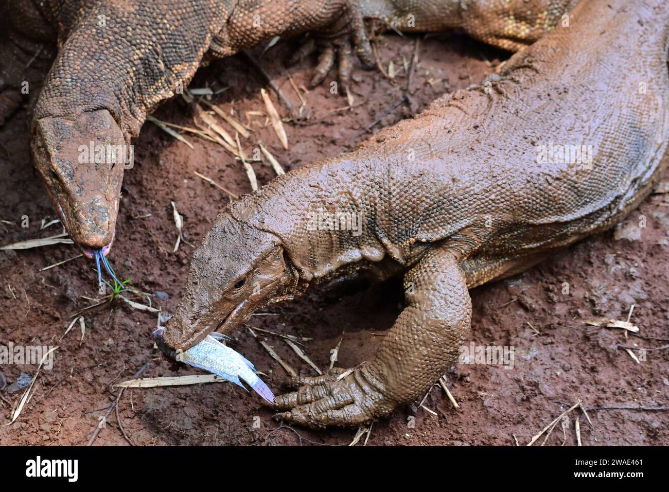Zwei Komodo-Drachen kämpfen um Nahrung Stockfoto