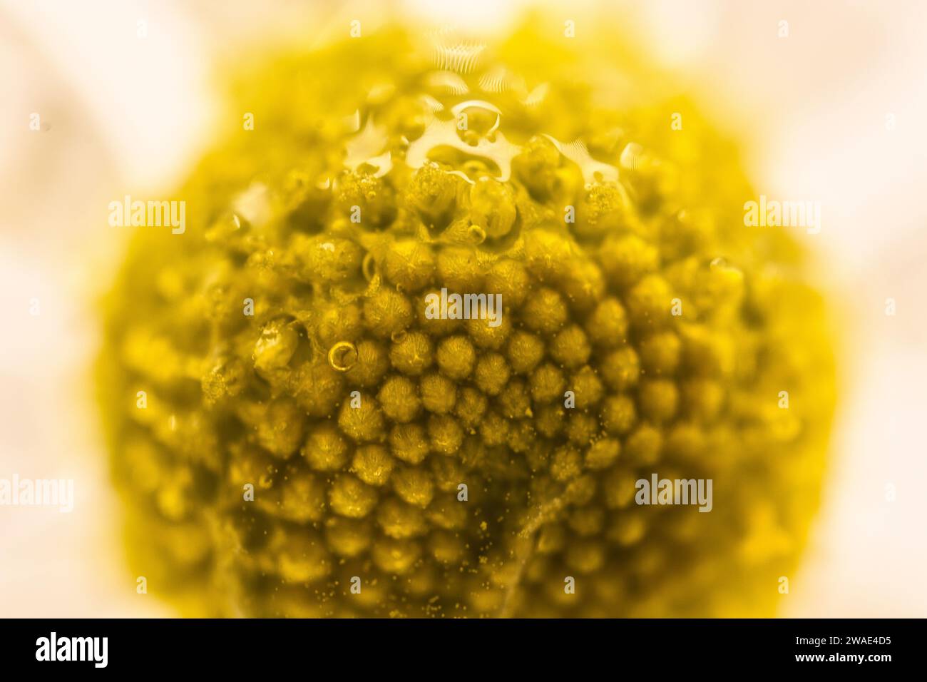 Eine mikroskopische Aufnahme eines mittleren Teils einer Kamillenblüte, die in Wasser getaucht ist Stockfoto
