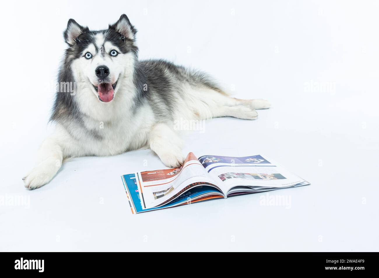 Eine Nahaufnahme des furiosen sibirischen Husky-Legen- und Lesemagazins Stockfoto