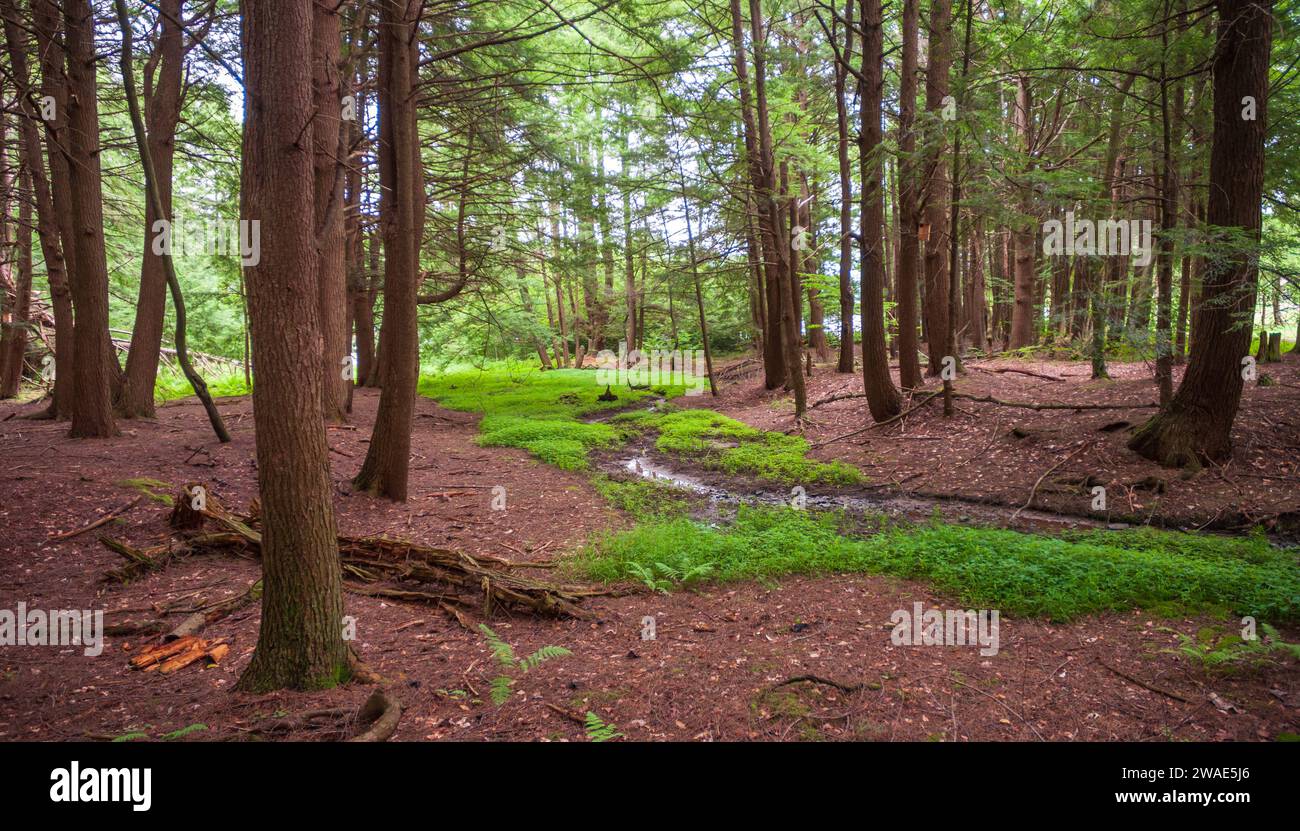 Ein ruhiger Stream im Chapman State Park in Pleasant Township, Warren County, Pennsylvania, USA Stockfoto