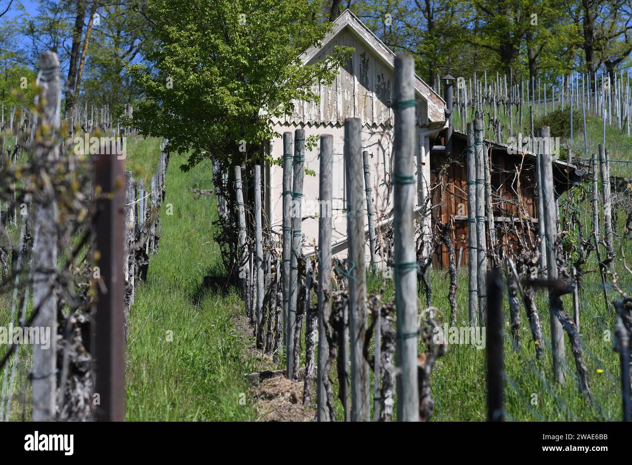 Weinberghütte und Holzschuppen in einem Weinberg in Süddeutschland im Mai Stockfoto