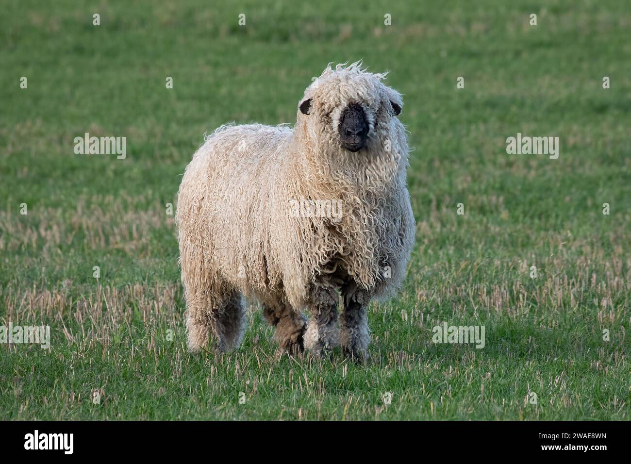 Ein Nahbild eines zotteligen Schafes. Der Widder hat ein schweres Wollvlies und steht auf einem Feld, das der Kamera zugewandt ist Stockfoto