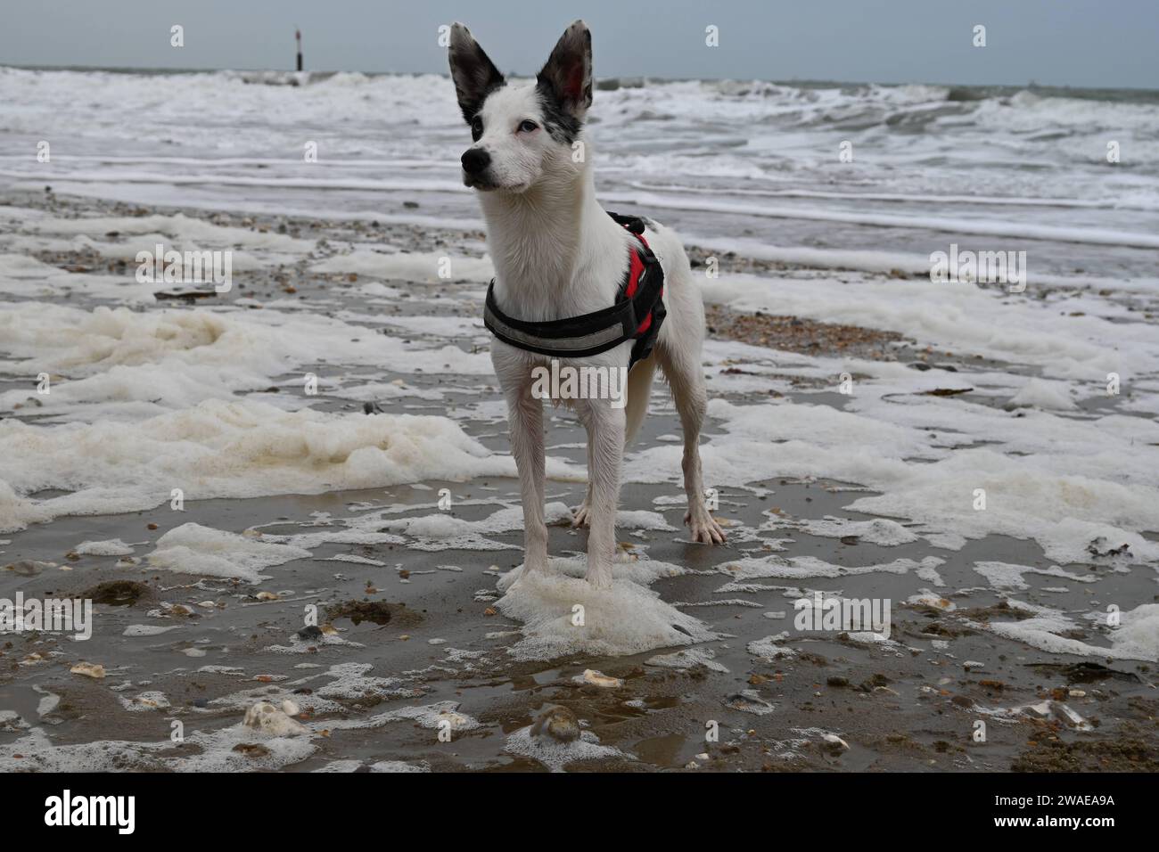 Ein kleiner schwarz-weißer Eckhund, der auf einem Sandstrand steht und nach außen blickt, mit einem Blick der Zufriedenheit Stockfoto