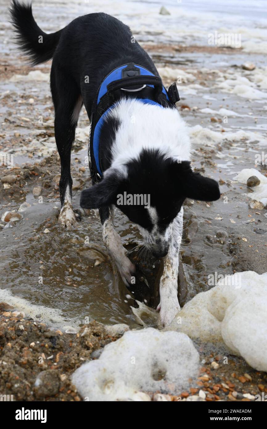 Ein weiß-brauner Hund mit Leine und buntem Gurtzeug gräbt sich am Strand glücklich in den Sand Stockfoto