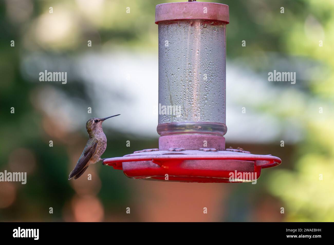 Eine Nahaufnahme eines Kolibri, der auf einem Vogelfutter sitzt Stockfoto