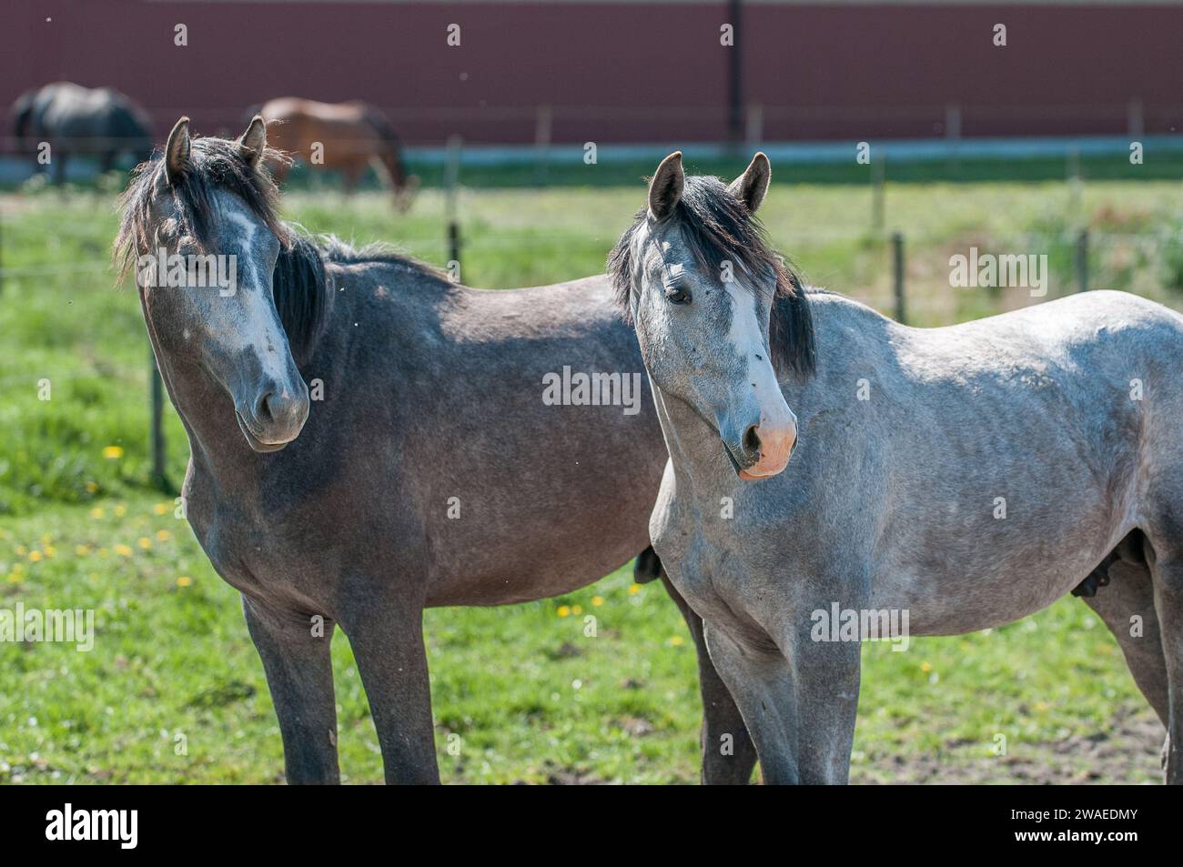 Junge schwedische Warmblutpferde im ländlichen Östergötland in schweden. Stockfoto