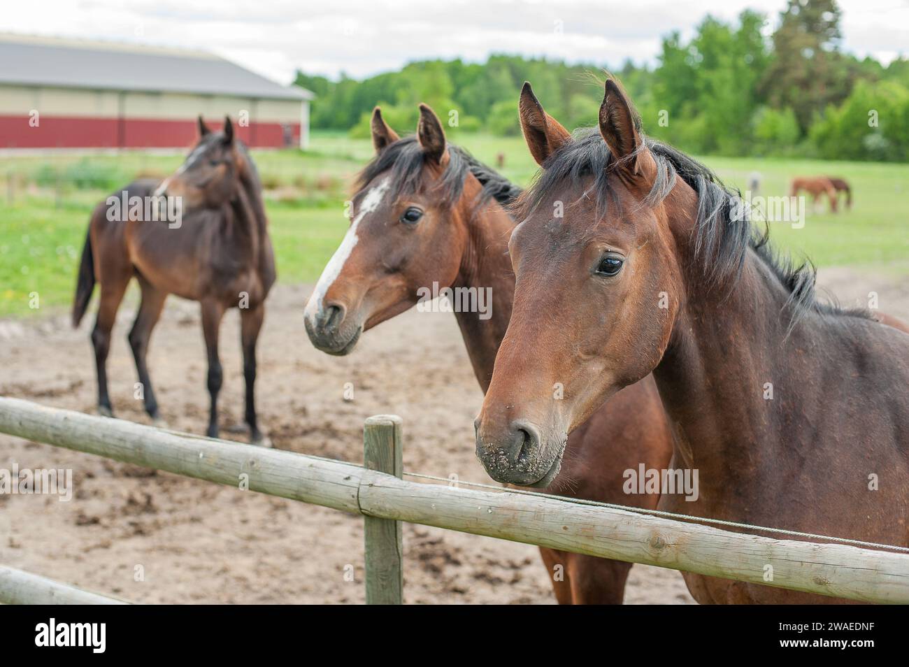 Junge schwedische Warmblutpferde im ländlichen Östergötland in schweden. Stockfoto