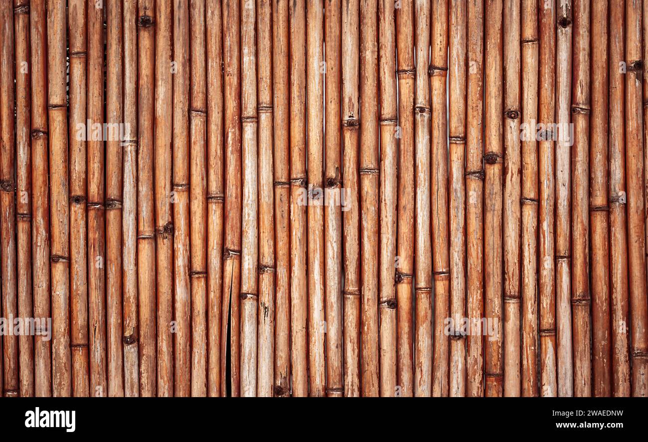 Wandstruktur aus Bambusholz. Bambusrohrzaun Stockfoto