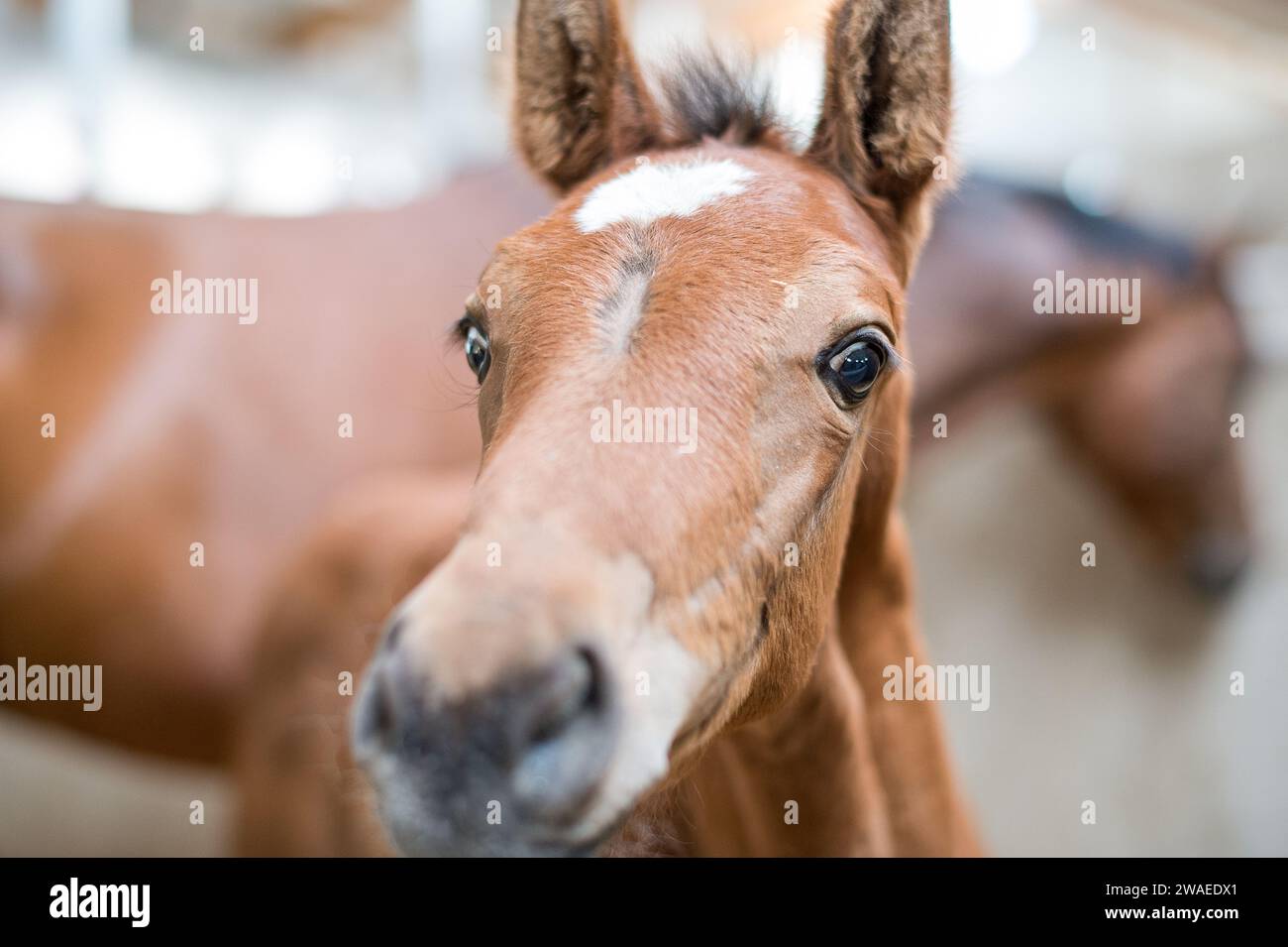 Schwedisches Warmblood oder schwedisches Halbblutfohlen. Stockfoto