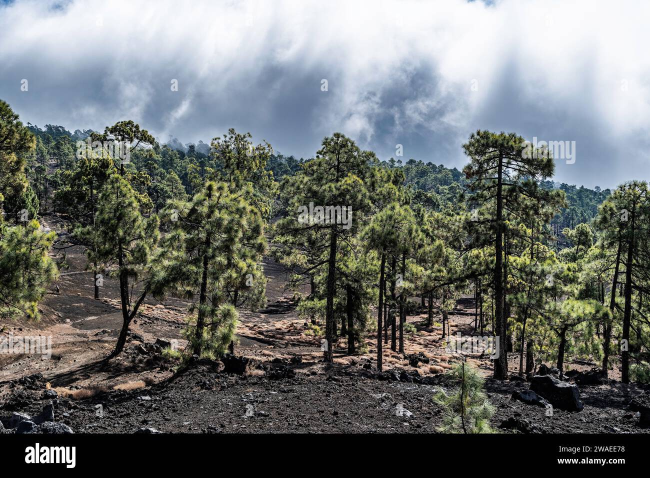 Pelzbäume an den Lavahängen im Teide-Nationalpark, Teneriffa, Spanien Stockfoto