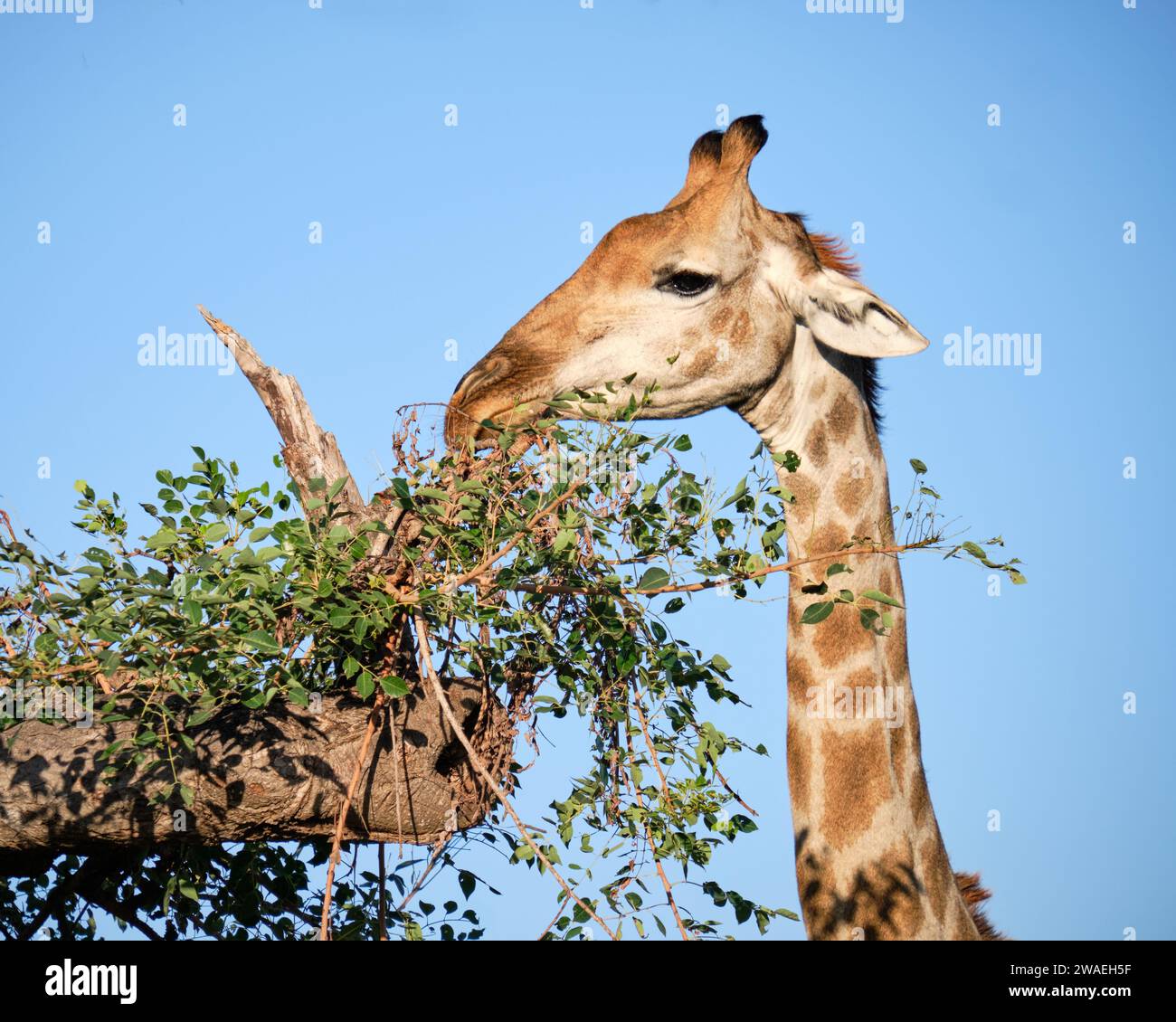 Kopfschuss von Giraffe, die Triebe von einem Baum in der Nähe isst Stockfoto
