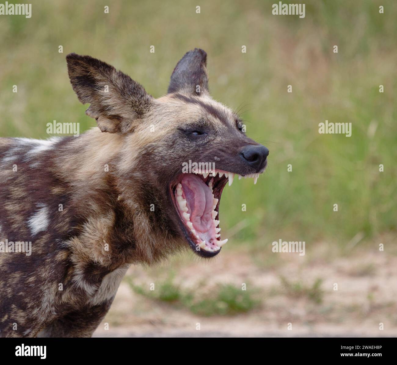Seitlicher Kopfschuss von African Wild Dog, mit weit geöffnetem Mund und bedrohlichen Zähnen Stockfoto