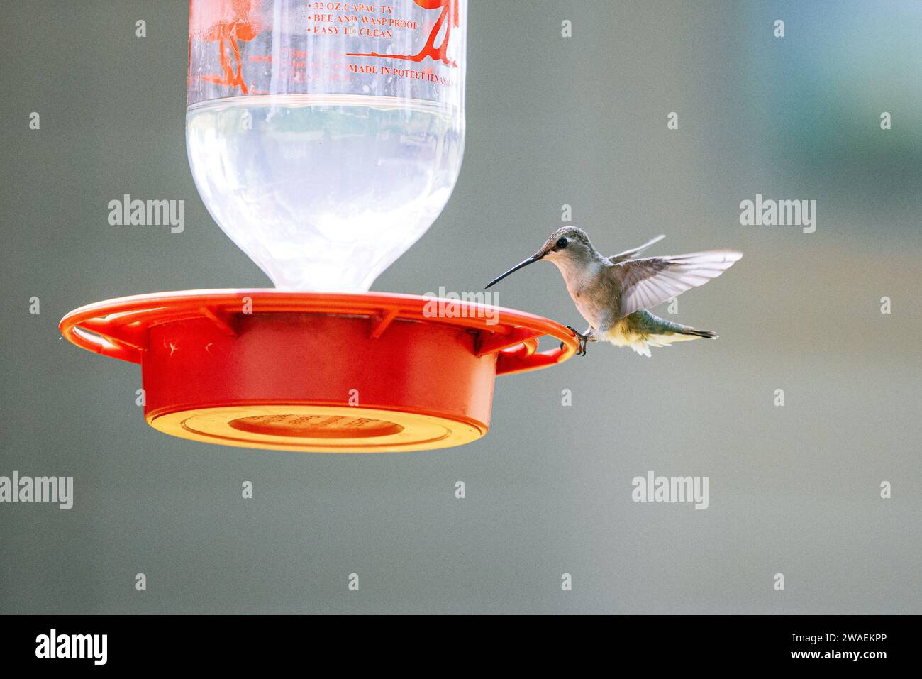 Eine Nahaufnahme eines bunten Kolibri, der auf einem Vogelfutter sitzt und einen Schluck süßen Nektar nimmt Stockfoto
