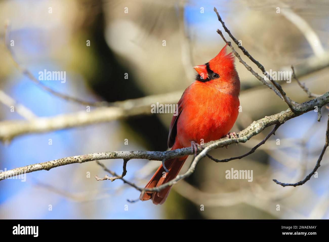 Ein kleiner roter Kardinal, der auf einem Ast in sonniger Umgebung thront Stockfoto