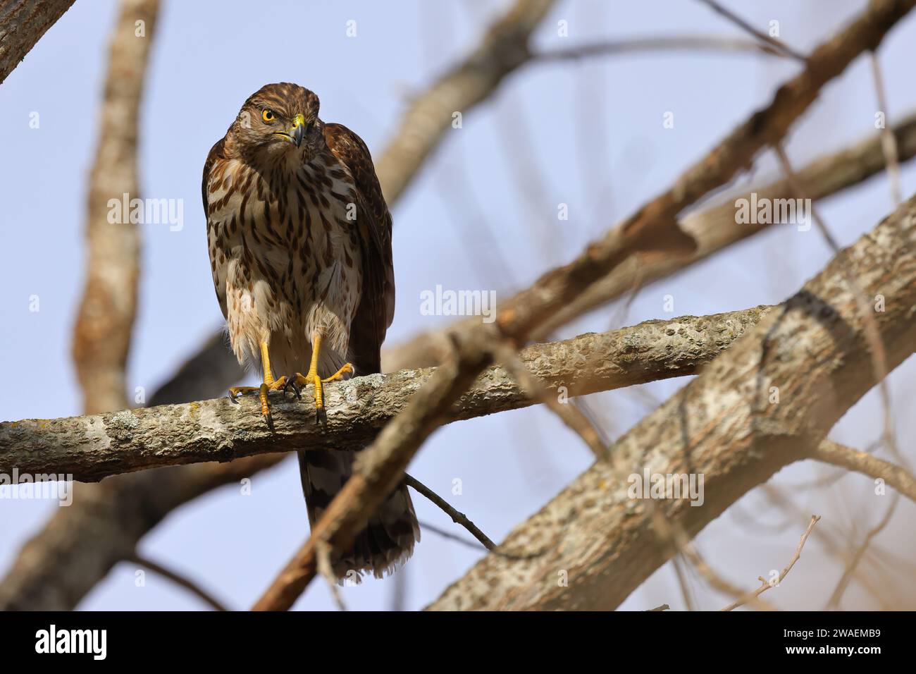 Ein kleiner Vogel, der auf einem grünen Zweig vor der Kulisse eines Baumes in einer natürlichen Umgebung thront Stockfoto