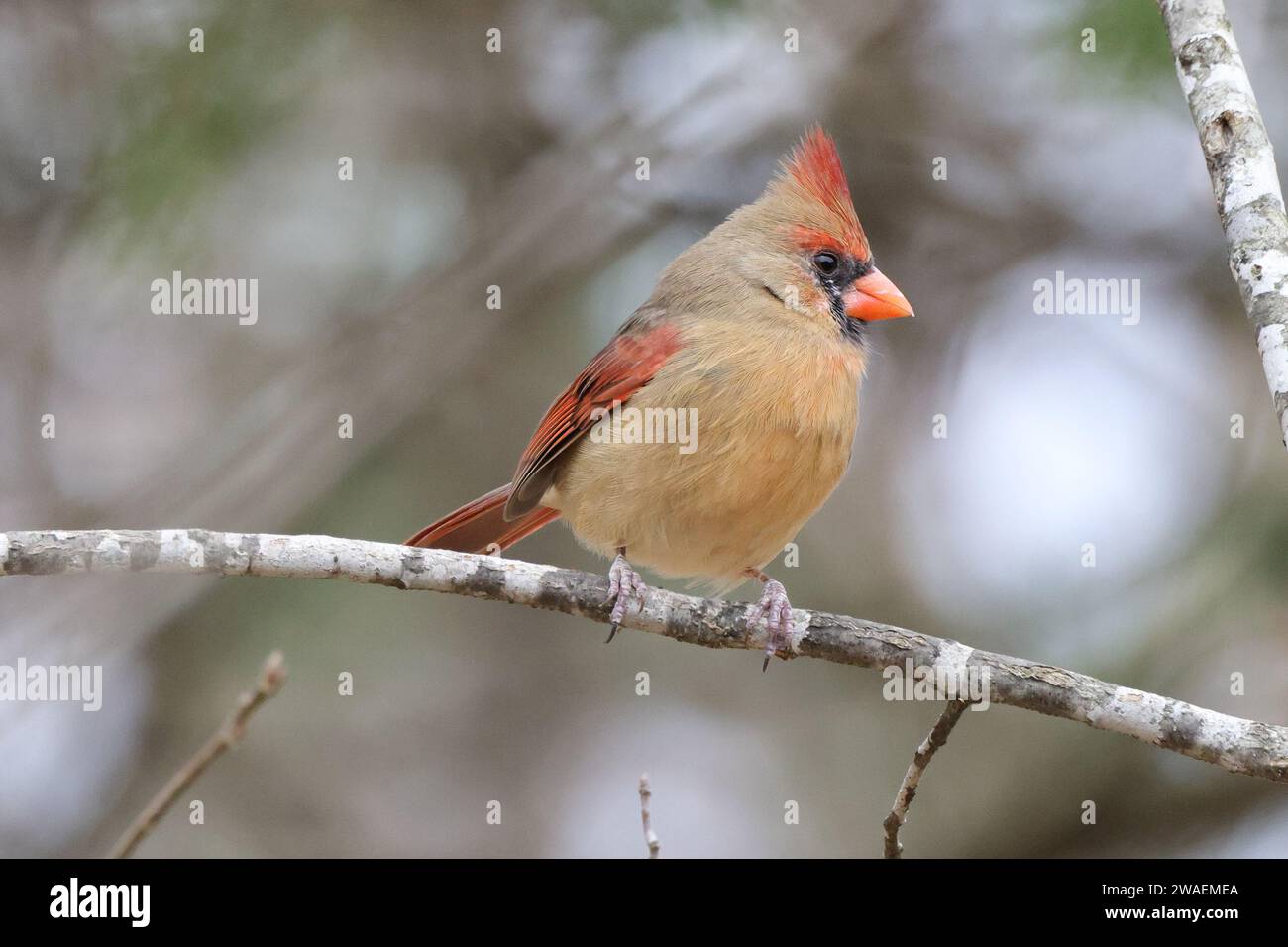 Ein wunderschöner Vogel, der auf einem üppig grünen Baumzweig thront und mit einem besinnlichen Ausdruck zur Seite blickt Stockfoto