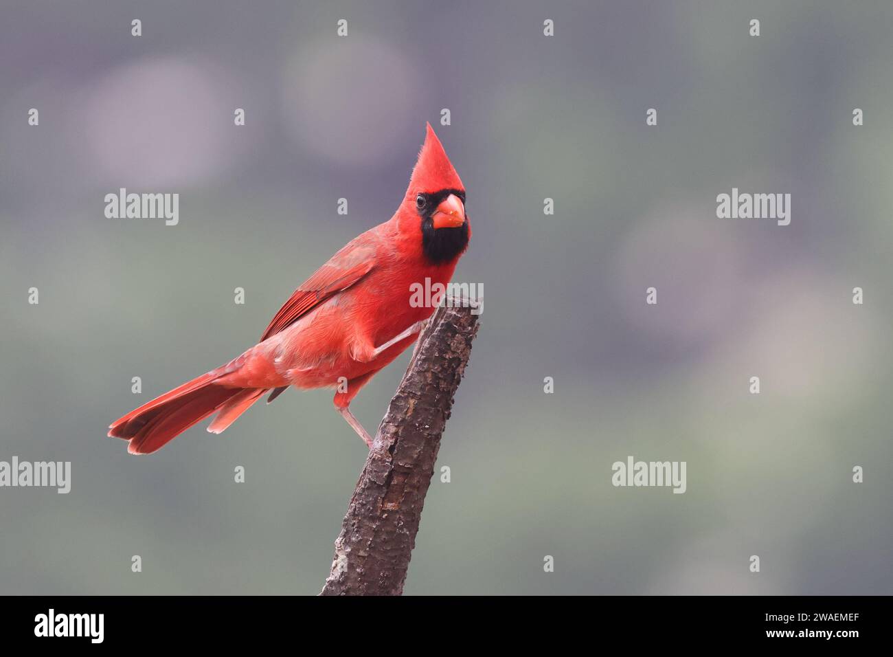 Ein leuchtend roter Kardinal, der auf einem Holzstock vor einem weichen, unscharfen Hintergrund thront Stockfoto