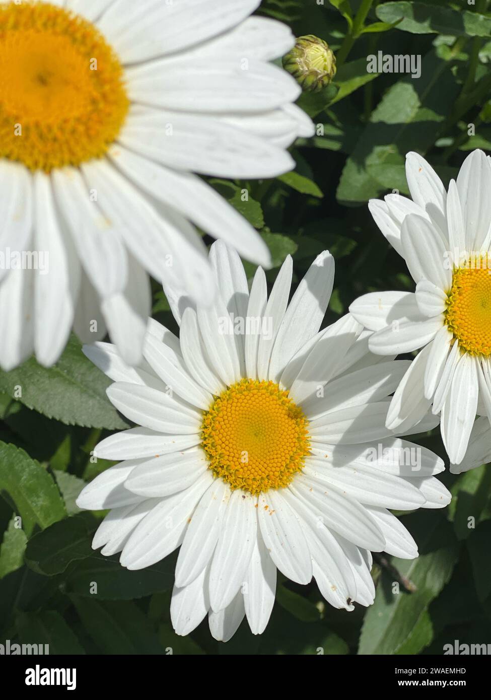 Eine Nahaufnahme einer Gruppe weißer Blumen mit leuchtend gelben Zentren. Stockfoto