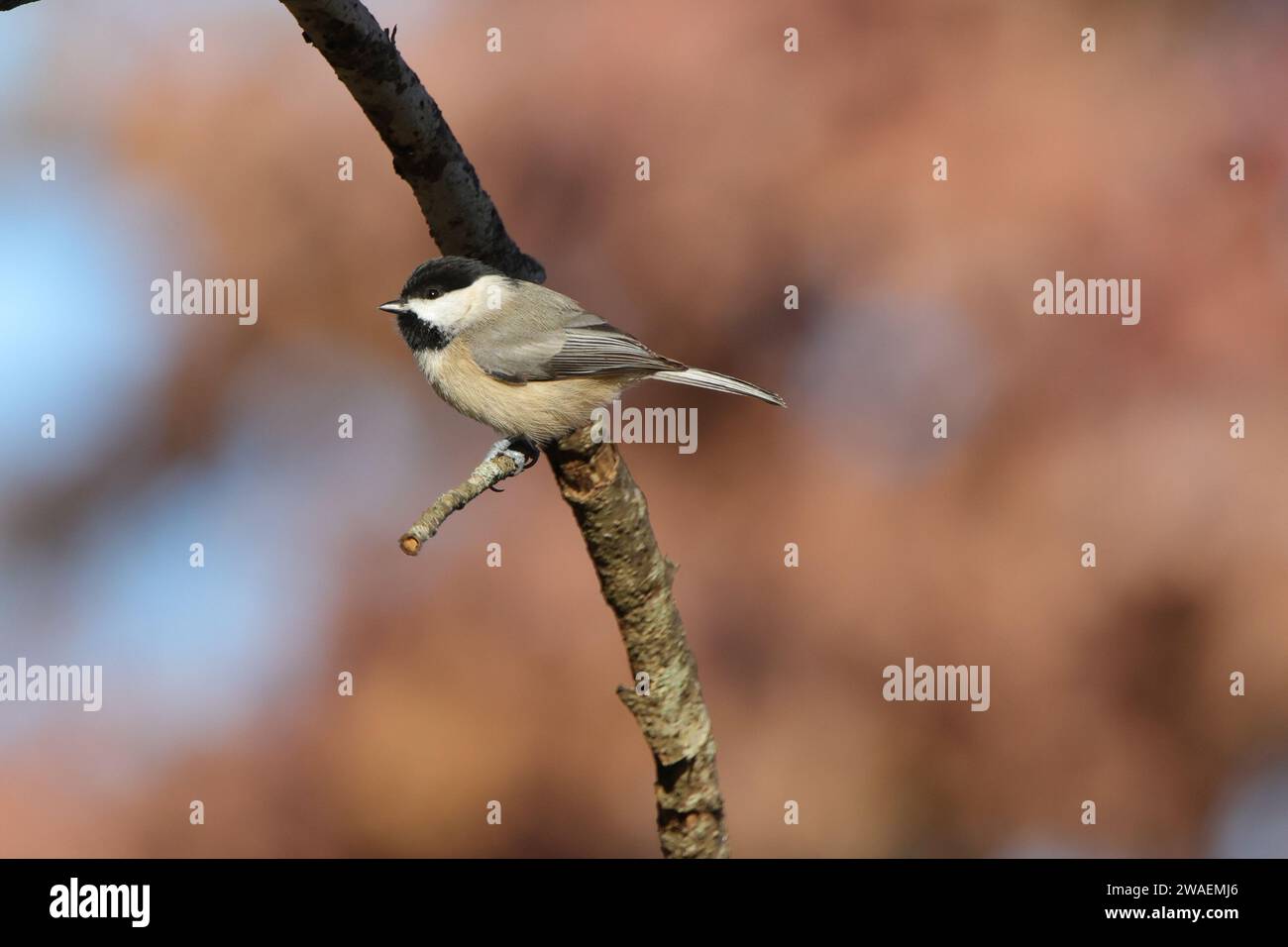 Ein brauner Spatzen, der auf einem Baumzweig sitzt und ein kleines Objekt in seinem Beakj hält Stockfoto