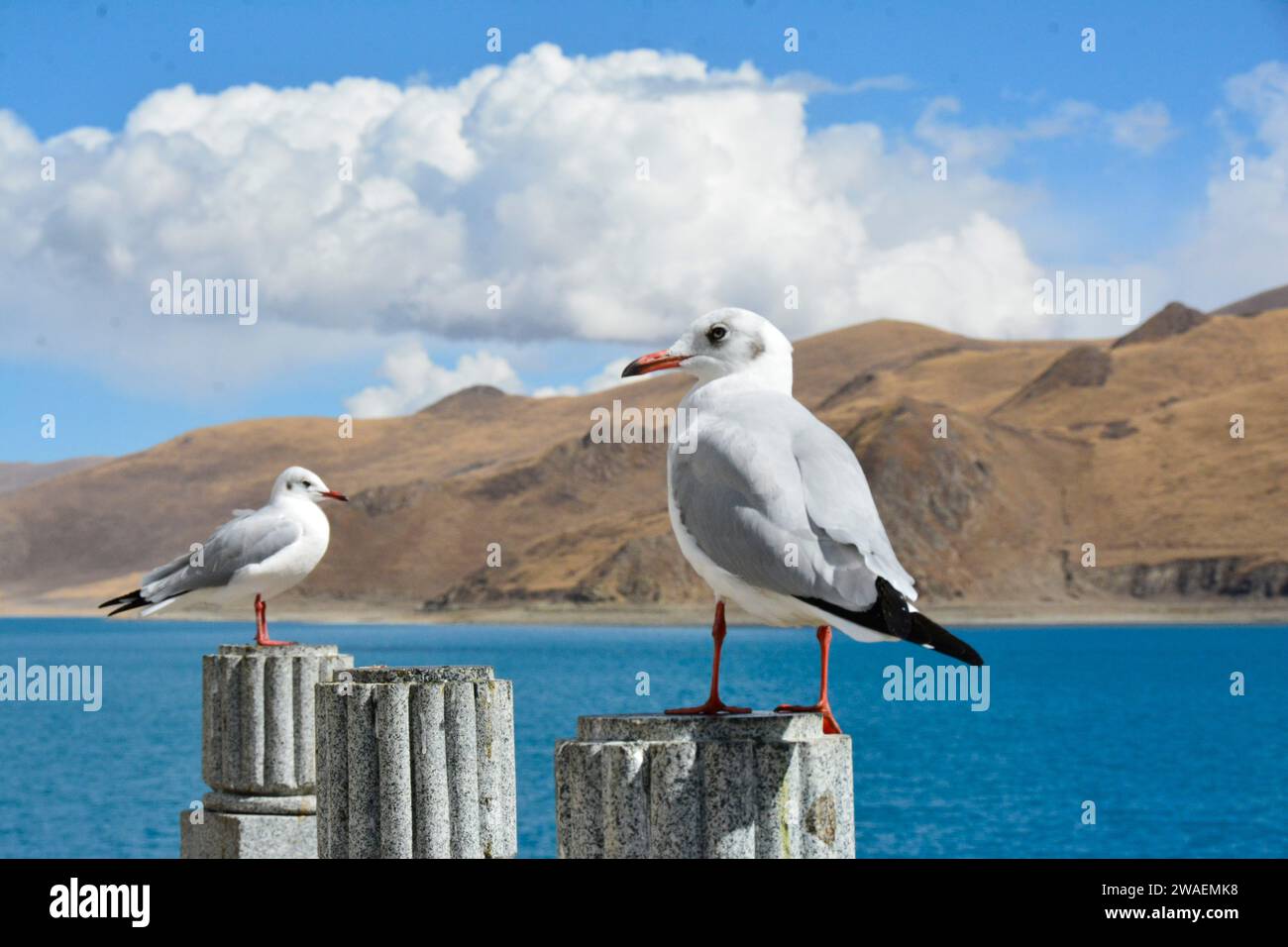 Die beiden Vögel thronten auf einem robusten Holzstamm und überblickten ein ruhiges Gewässer. Stockfoto