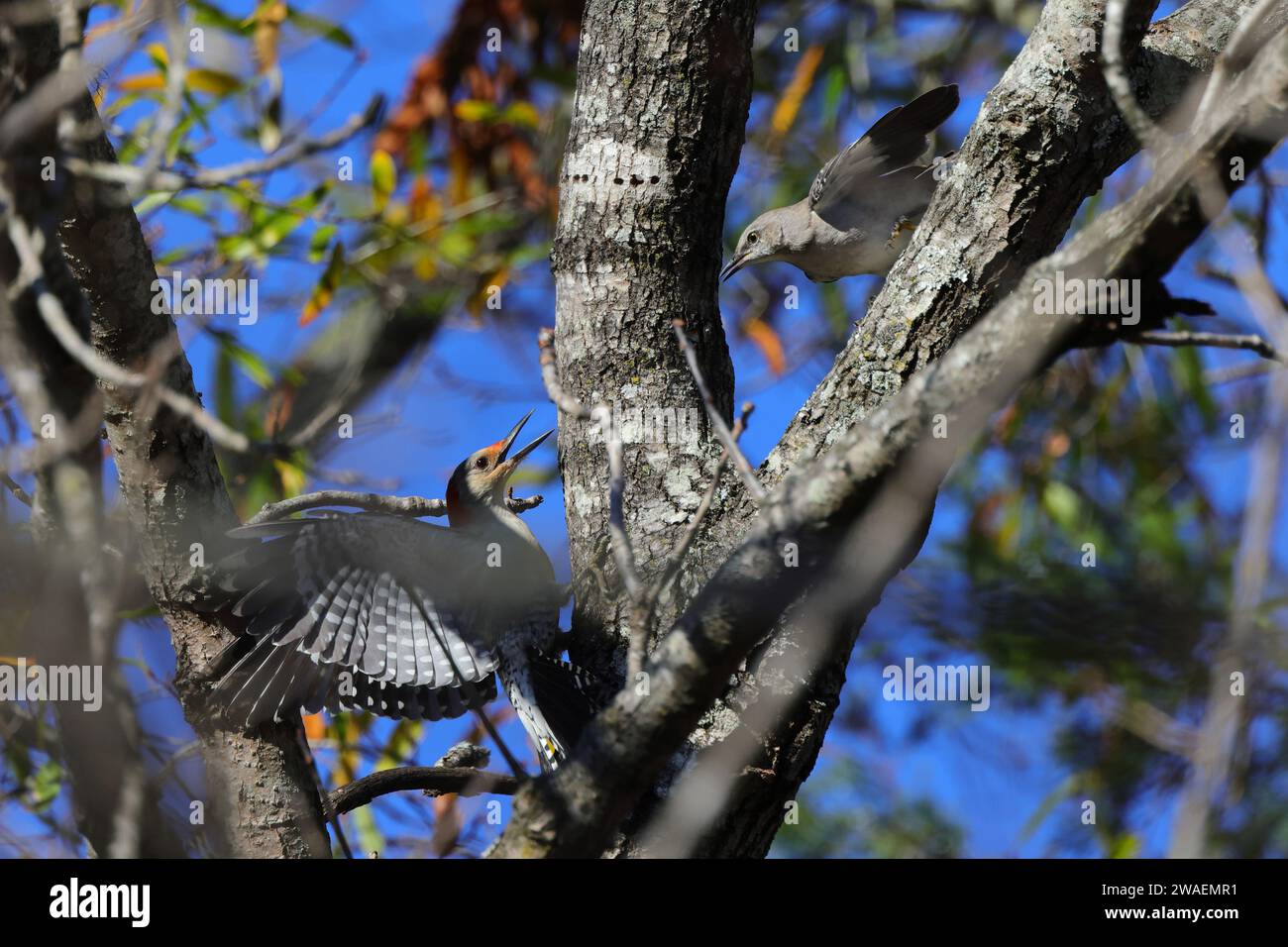 Zwei Vögel auf einem großen immergrünen Baum in einer üppigen, bewaldeten Siedlung Stockfoto