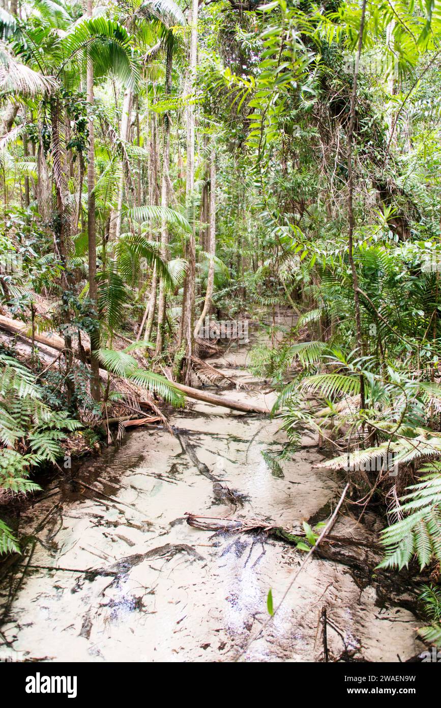 Ein vertikaler Fluss, der durch grüne Pflanzen in einem Dschungel fließt Stockfoto