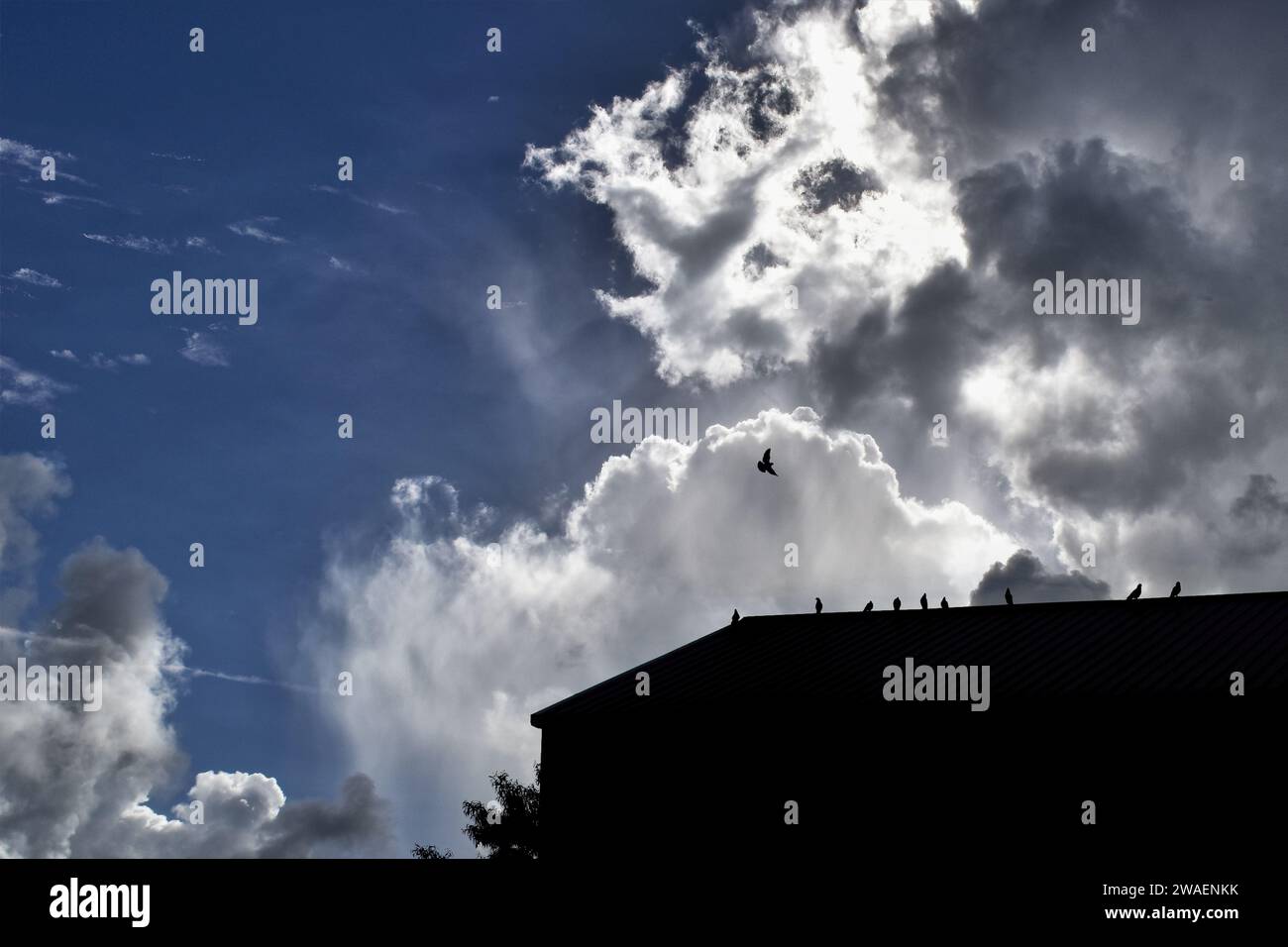 Die Silhouette einer Vogelschar, die auf dem Dach eines großen Lagerhauses vor einem bewölkten Himmel thront Stockfoto