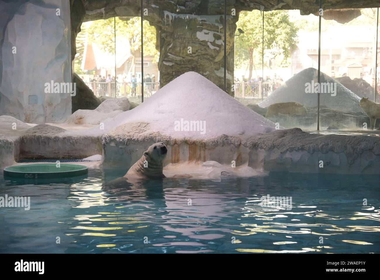 Ein Eisbär genießt einen verspielten Moment in einem Pool von Wasser Stockfoto