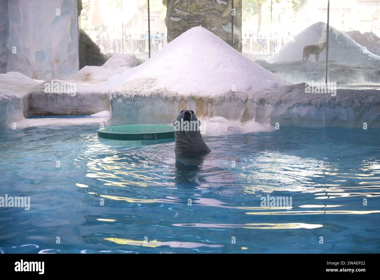 Ein Eisbär genießt einen verspielten Moment in einem Pool von Wasser Stockfoto