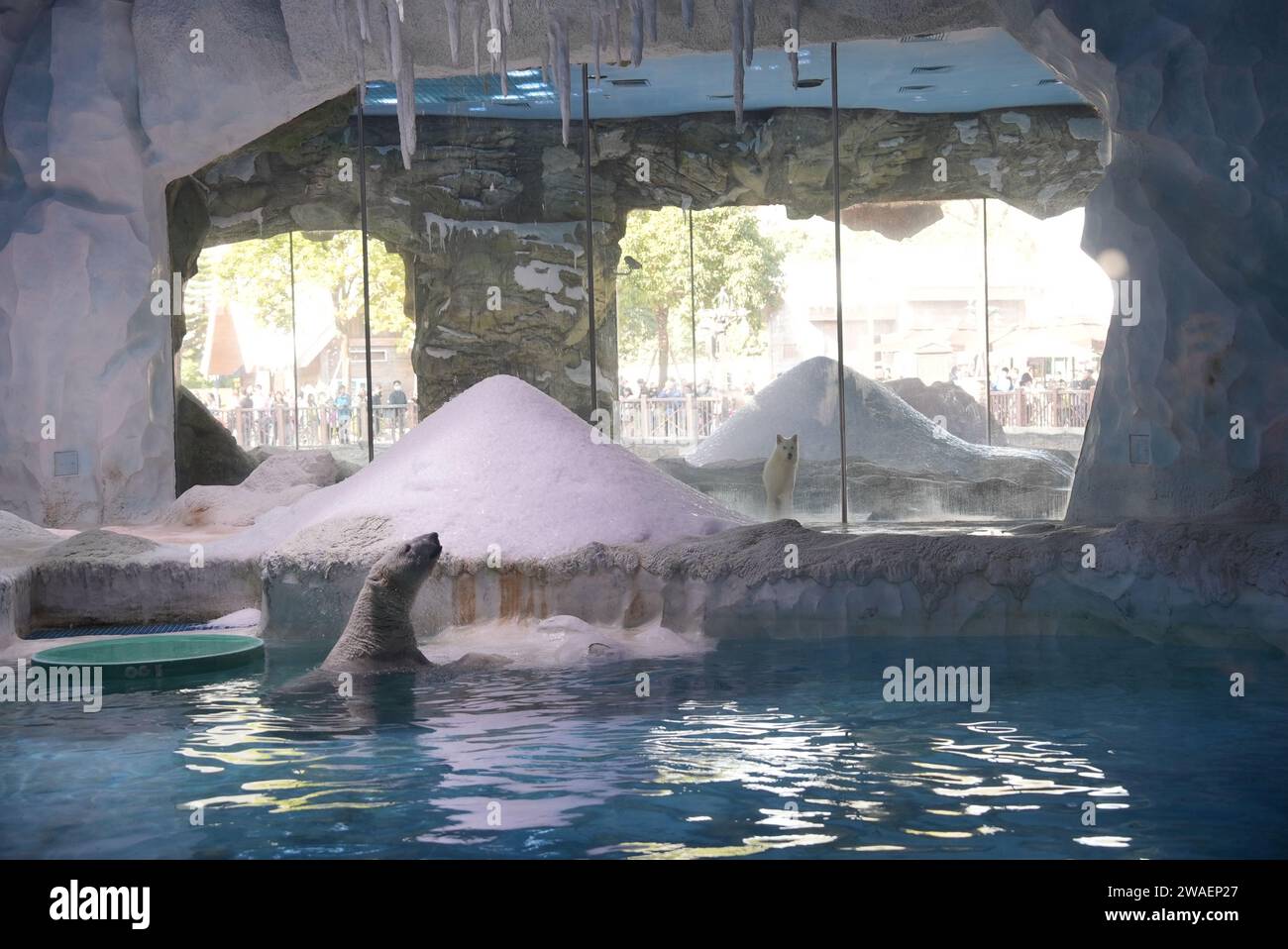 Ein Eisbär genießt einen verspielten Moment in einem Pool von Wasser Stockfoto