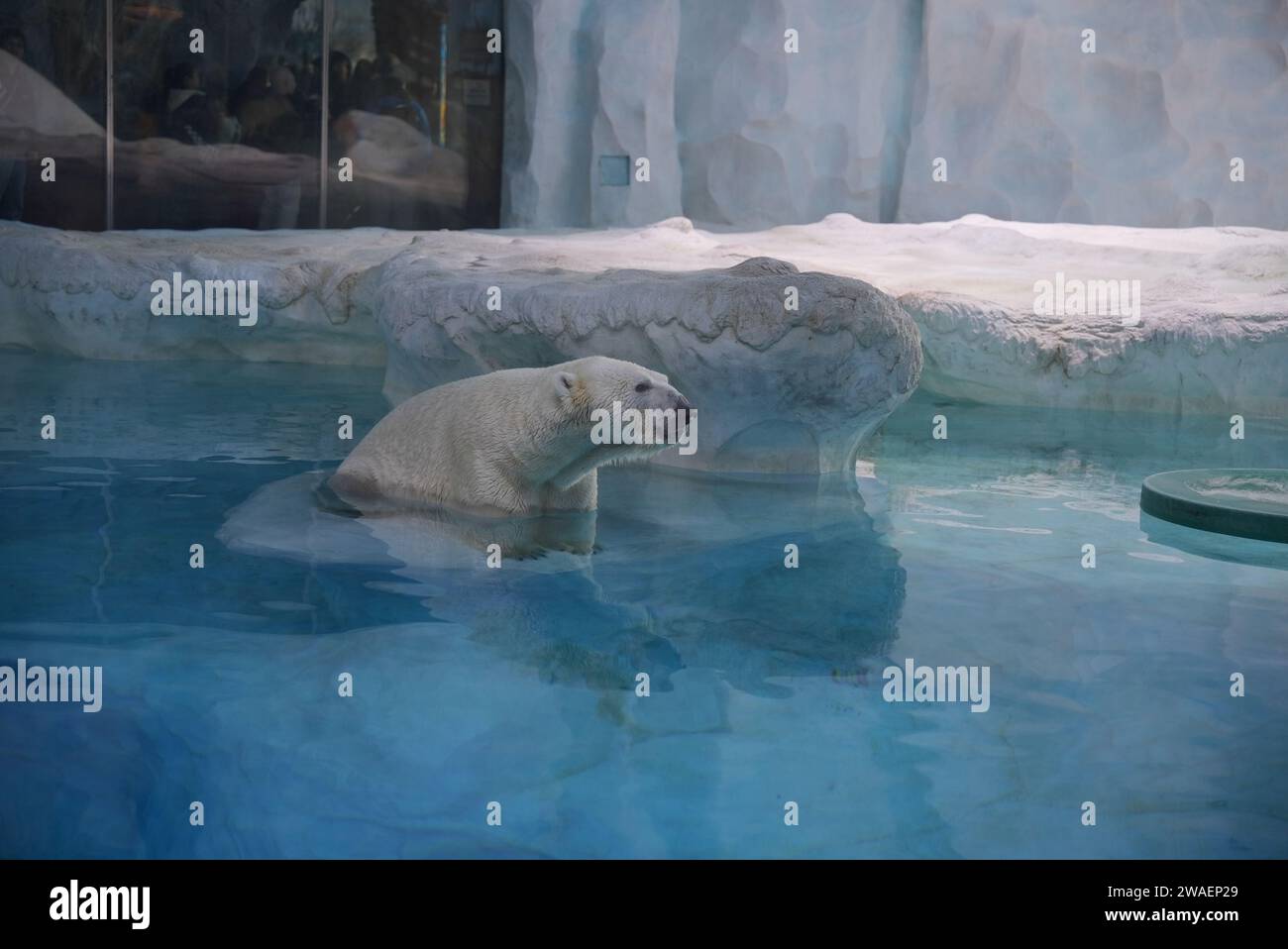 Ein Eisbär genießt einen verspielten Moment in einem Pool von Wasser Stockfoto