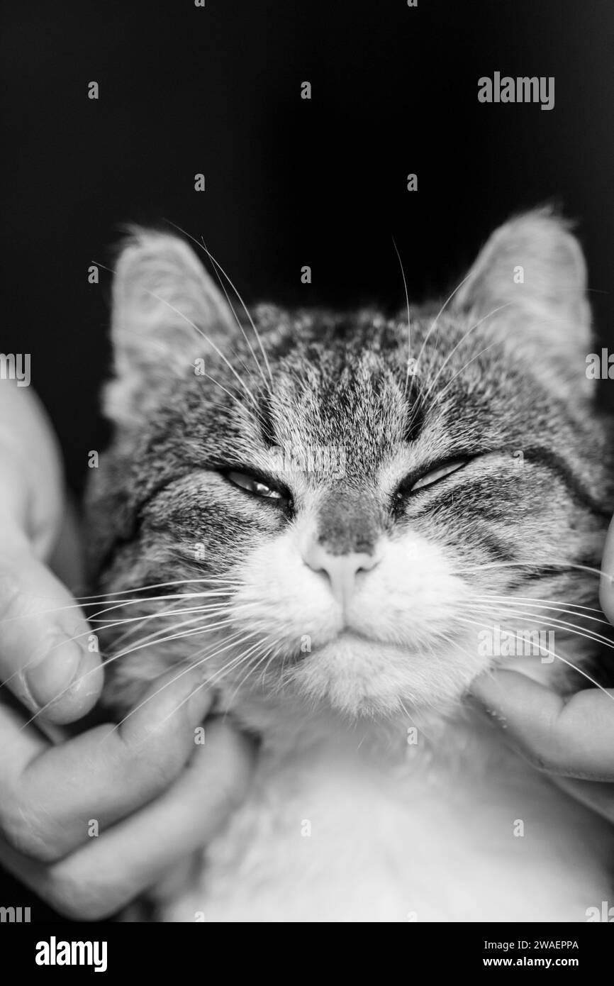 Eine vertikale Graustufenaufnahme einer Katze, die es genießt, von Hand gestreichelt zu werden Stockfoto