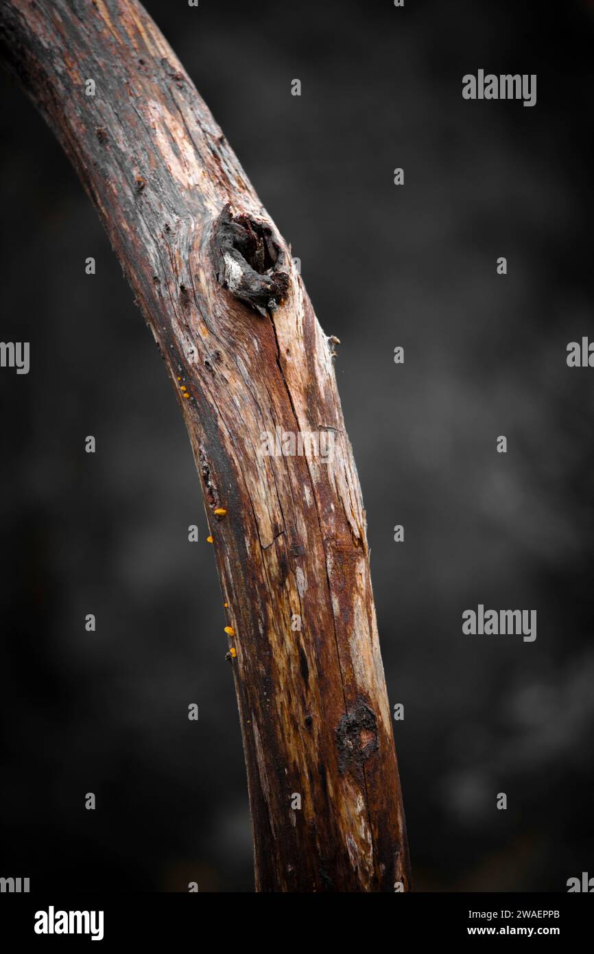Eine Nahaufnahme eines Baumzweigs mit komplizierten Texturen Stockfoto