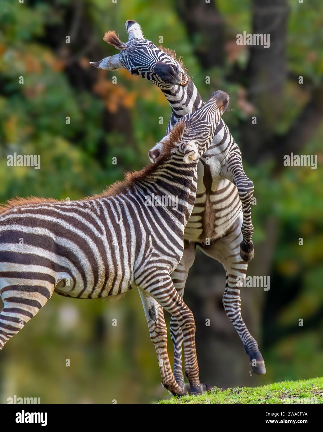 Die beiden Zebras interagieren in einer grasbewachsenen Savannenlandschaft mit Bäumen im Hintergrund. Stockfoto